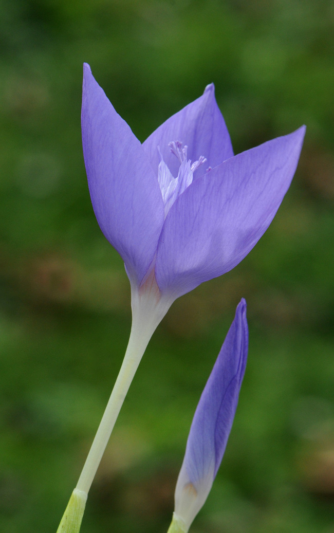 Crocus banaticus North American Rock Garden Society